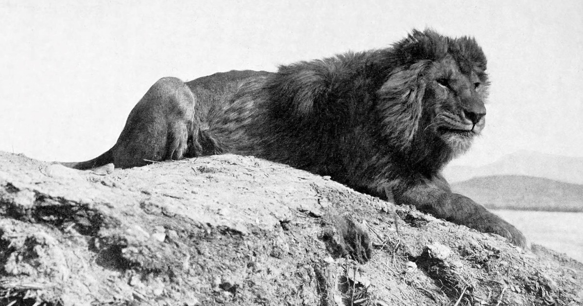 El león del Atlas: el felino venerado por los egipcios que desapareció por la caza y el clima