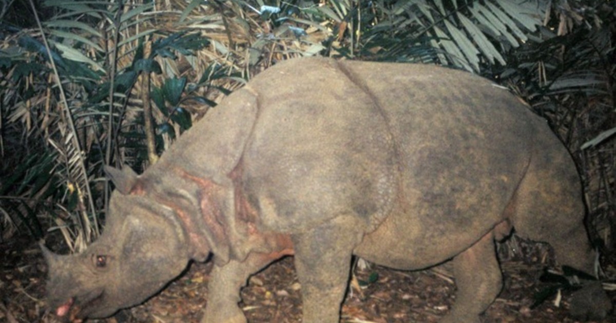 El rinoceronte de Java, al borde del abismo: quedan menos de 100 ejemplares