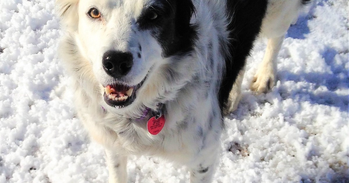 Chaser, la border collie que aprendió más de 1.000 palabras y se volvió un ícono de la inteligencia canina