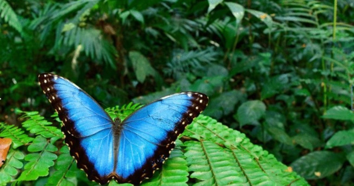 El calor amenaza a la mariposa Morpho, la belleza azul que conquistó los emojis