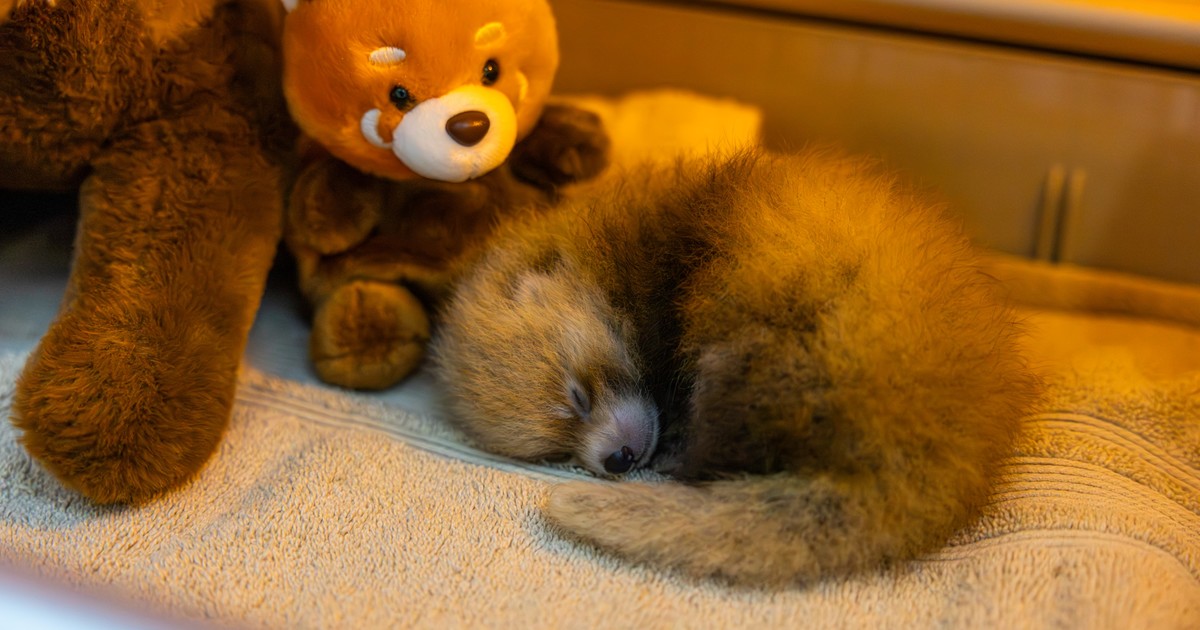 Murieron en un zoológico dos cachorros de panda rojo nacidos tras 33 años